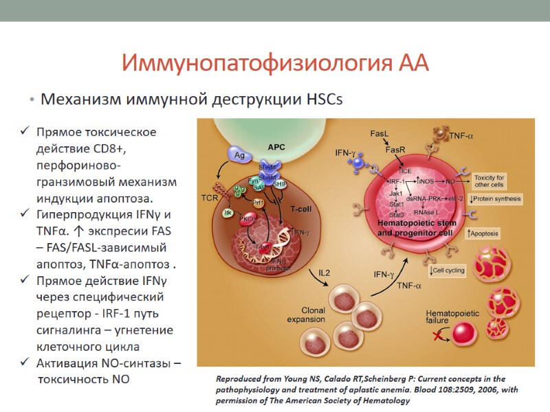 Иммунопатофизиология АА Механизм иммунной деструкции HSCs Reproduced from Young NS, Calado RT,Scheinberg P: Current